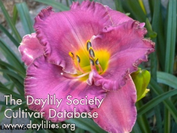 Daylily Lavender Tornado